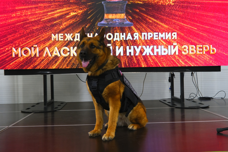 Служебная собака ОМОН «Град» Росгвардии стала дипломантом Международной премии «Мой ласковый и нужный зверь» (видео)