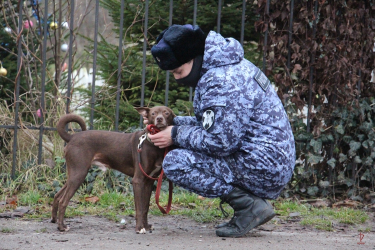 Кинологи Росгвардии встретились с подопечными Центра реабилитации бездомных животных «Славянское» (видео)