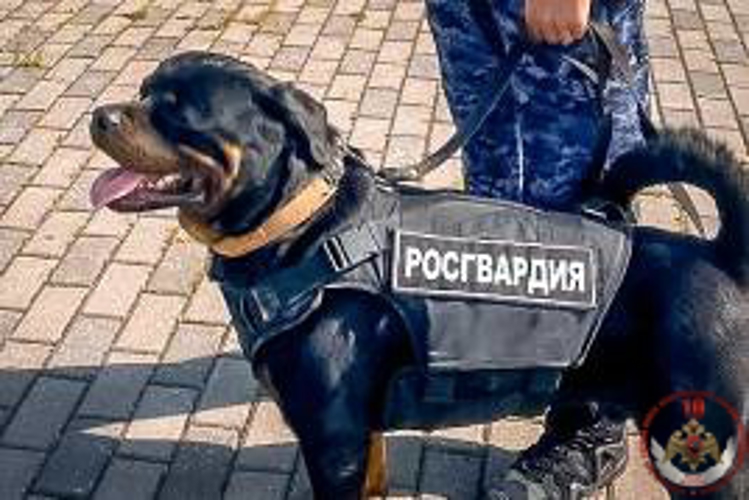 Калининградские росгвардейцы обеспечили безопасность футбольного матча Российской премьер-лиги