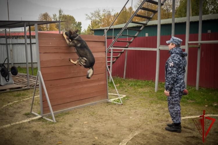 Росгвардейцы и их четвероногие напарники провели комплексные тренировочные занятия