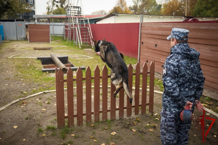 Росгвардейцы и их четвероногие напарники провели комплексные тренировочные занятия